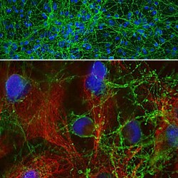 GAP-43 Antibody, Novus Biologicals 0.1mL; Unlabeled:Antibodies, Polyclonal