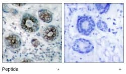 GAP-43 Antibody, Novus Biologicals:Antibodies:Primary Antibodies