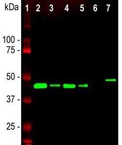 GAP-43 Antibody, Novus Biologicals 0.025mL; Unlabeled:Antibodies, Polyclonal
