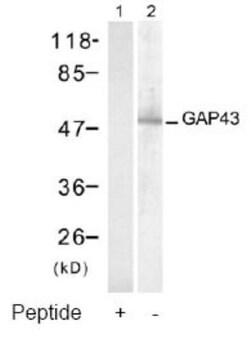 GAP-43 Antibody, Novus Biologicals:Antibodies:Primary Antibodies