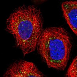 GAP1m Antibody, Novus Biologicals:Antibodies:Primary Antibodies