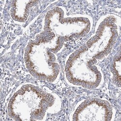 GAP1m Antibody, Novus Biologicals:Antibodies:Primary Antibodies