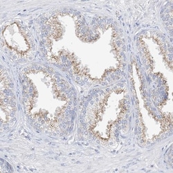 GAP1m Antibody, Novus Biologicals:Antibodies:Primary Antibodies