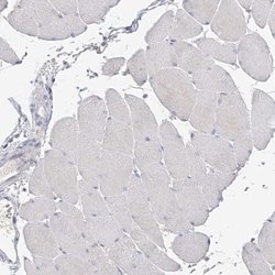 GAP1m Antibody, Novus Biologicals:Antibodies:Primary Antibodies