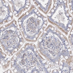 GAP1m Antibody, Novus Biologicals:Antibodies:Primary Antibodies