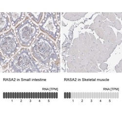 GAP1m Antibody, Novus Biologicals:Antibodies:Primary Antibodies