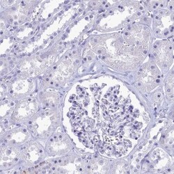 GAPDH-2 Antibody, Novus Biologicals 25 &mu;L, Unlabeled:Antibodies, Polyclonal