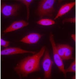 GAPDH Antibody (1A10) - BSA Free, Novus Biologicals:Antibodies:Primary
