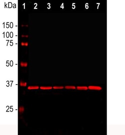 GAPDH Antibody (1D4), Novus Biologicals 1mL; Unlabeled:Antibodies, Monoclonal