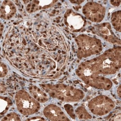 GAPDH Antibody (CL3266), Novus Biologicals:Antibodies:Primary Antibodies