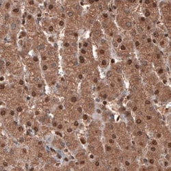 GAPDH Antibody (CL3266), Novus Biologicals:Antibodies:Primary Antibodies