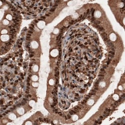 GAPDH Antibody (CL3266), Novus Biologicals:Antibodies:Primary Antibodies