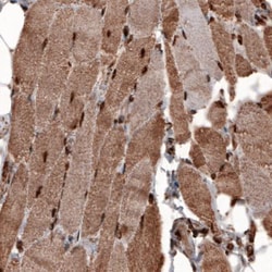 GAPDH Antibody (CL3266), Novus Biologicals:Antibodies:Primary Antibodies