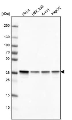 GAPDH Antibody (CL3266), Novus Biologicals:Antibodies:Primary Antibodies