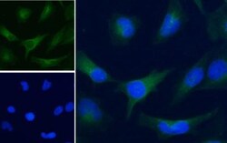 GAPDH Antibody, Novus Biologicals 0.1mg; Unlabeled:Antibodies, Polyclonal