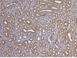 GAPDH Antibody, Novus Biologicals 0.1mg; Unlabeled:Antibodies, Polyclonal