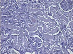 GAPDH Antibody, Novus Biologicals 0.1mg; Unlabeled:Antibodies, Polyclonal