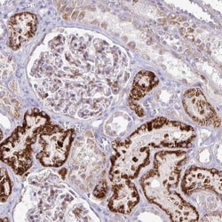 GAS2 Antibody, Novus Biologicals 0.1mL; Unlabeled:Antibodies, Polyclonal