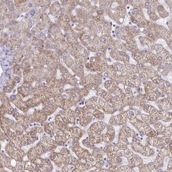 GAS2 Antibody, Novus Biologicals 0.1mL; Unlabeled:Antibodies, Polyclonal