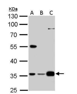 GAS2L1 Antibody, Novus Biologicals 0.1mL; Unlabeled:Antibodies, Polyclonal