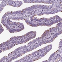 GAS2L2 Antibody, Novus Biologicals:Antibodies:Primary Antibodies