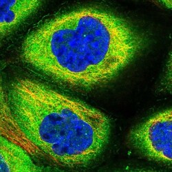 GAS8 Antibody, Novus Biologicals 0.1mL; Unlabeled:Antibodies, Polyclonal