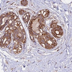 GAS8 Antibody, Novus Biologicals 0.1mL; Unlabeled:Antibodies, Polyclonal