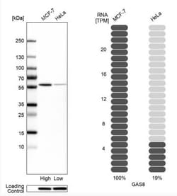 GAS8 Antibody, Novus Biologicals 0.1mL; Unlabeled:Antibodies, Polyclonal