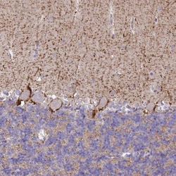 GAT-1/SLC6A1 Antibody, Novus Biologicals:Antibodies:Primary Antibodies