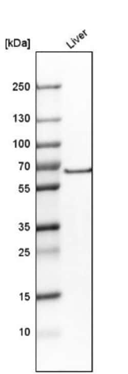 GAT-1/SLC6A1 Antibody, Novus Biologicals:Antibodies:Primary Antibodies