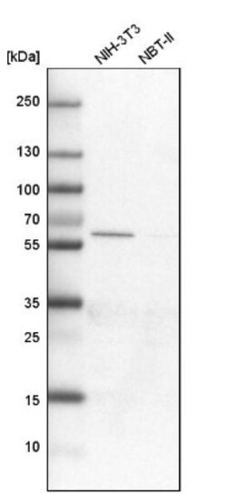 GAT-1/SLC6A1 Antibody, Novus Biologicals:Antibodies:Primary Antibodies