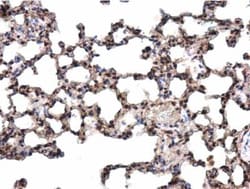 GATA-4 Antibody, Novus Biologicals 0.1mL; Unlabeled:Antibodies, Polyclonal