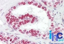 GATA-4 Antibody - BSA Free, Novus Biologicals 0.025mg; Unlabeled:Antibodies,