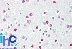 GATA-4 Antibody - BSA Free, Novus Biologicals 0.025mg; Unlabeled:Antibodies,
