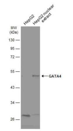 GATA-4 Antibody, Novus Biologicals 0.1mL; Unlabeled:Antibodies, Polyclonal