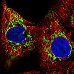 GBAS Antibody, Novus Biologicals:Antibodies:Primary Antibodies