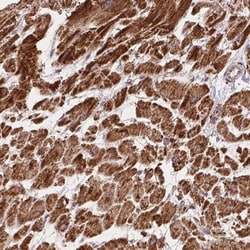 GBAS Antibody, Novus Biologicals:Antibodies:Primary Antibodies