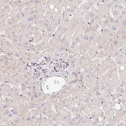 GBAS Antibody, Novus Biologicals:Antibodies:Primary Antibodies