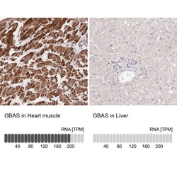 GBAS Antibody, Novus Biologicals:Antibodies:Primary Antibodies