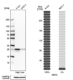 GBAS Antibody, Novus Biologicals:Antibodies:Primary Antibodies