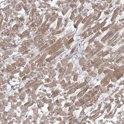 GBF1 Antibody, Novus Biologicals:Antibodies:Primary Antibodies