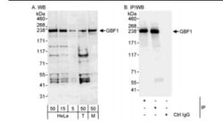 GBF1 Antibody, Novus Biologicals 0.1mL; Unlabeled:Antibodies, Polyclonal