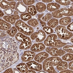 GBL Antibody, Novus Biologicals 25 &mu;L, Unlabeled:Antibodies, Polyclonal