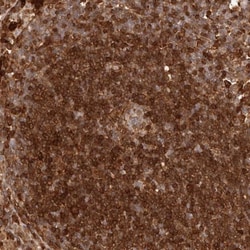 GBP4 Antibody, Novus Biologicals 0.1mL; Unlabeled:Antibodies, Polyclonal