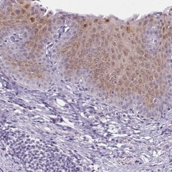 GBP6 Antibody, Novus Biologicals:Antibodies:Primary Antibodies