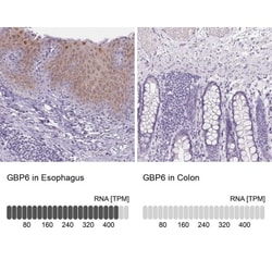 GBP6 Antibody, Novus Biologicals:Antibodies:Primary Antibodies