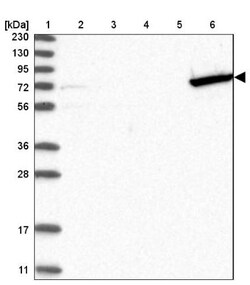 GBP6 Antibody, Novus Biologicals:Antibodies:Primary Antibodies