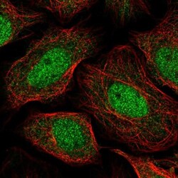 KLHL17 Antibody, Novus Biologicals:Antibodies:Primary Antibodies