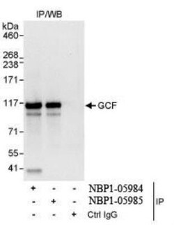 GCFC2 Antibody, Novus Biologicals 0.1mL; Unlabeled:Antibodies, Polyclonal