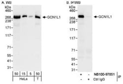 GCN1L1 Antibody, Novus Biologicals 0.1mL; Unlabeled:Antibodies, Polyclonal